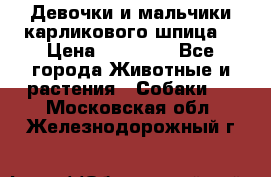 Девочки и мальчики карликового шпица  › Цена ­ 20 000 - Все города Животные и растения » Собаки   . Московская обл.,Железнодорожный г.